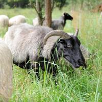 1466_5591 Eine Heidschnucke mit gebogenen Hörnern im Gras - Fotos aus dem Naturschutzgebiet Hamburg  | Naturschutzgebiet Boberger Niederung